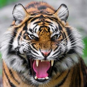 Meet your Posher, Calvin